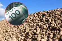 Dopłaty 2025: tyle rolnicy dostaną do buraka cukrowego. Stawka spadła o połowę