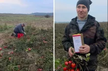 Pomidory się marnują, więc rolnicy zaprosili ludzi na pole