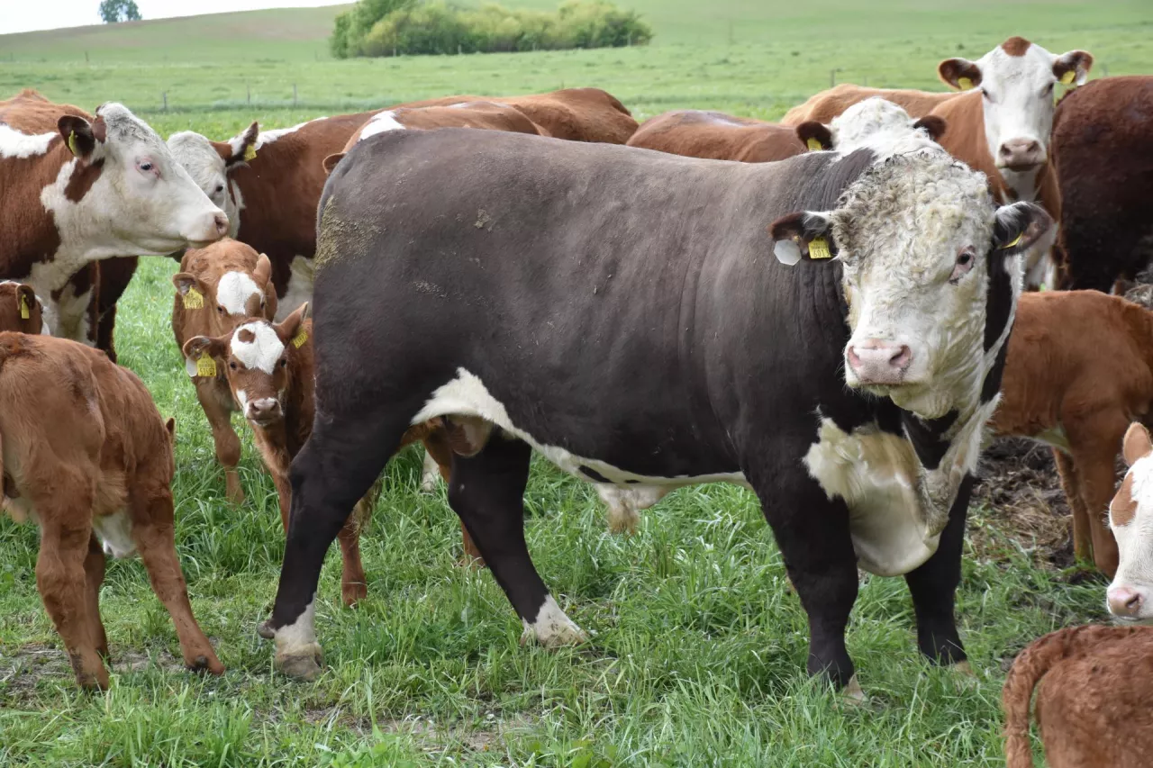 Buhaj kryjący z linii kanadyjskiej