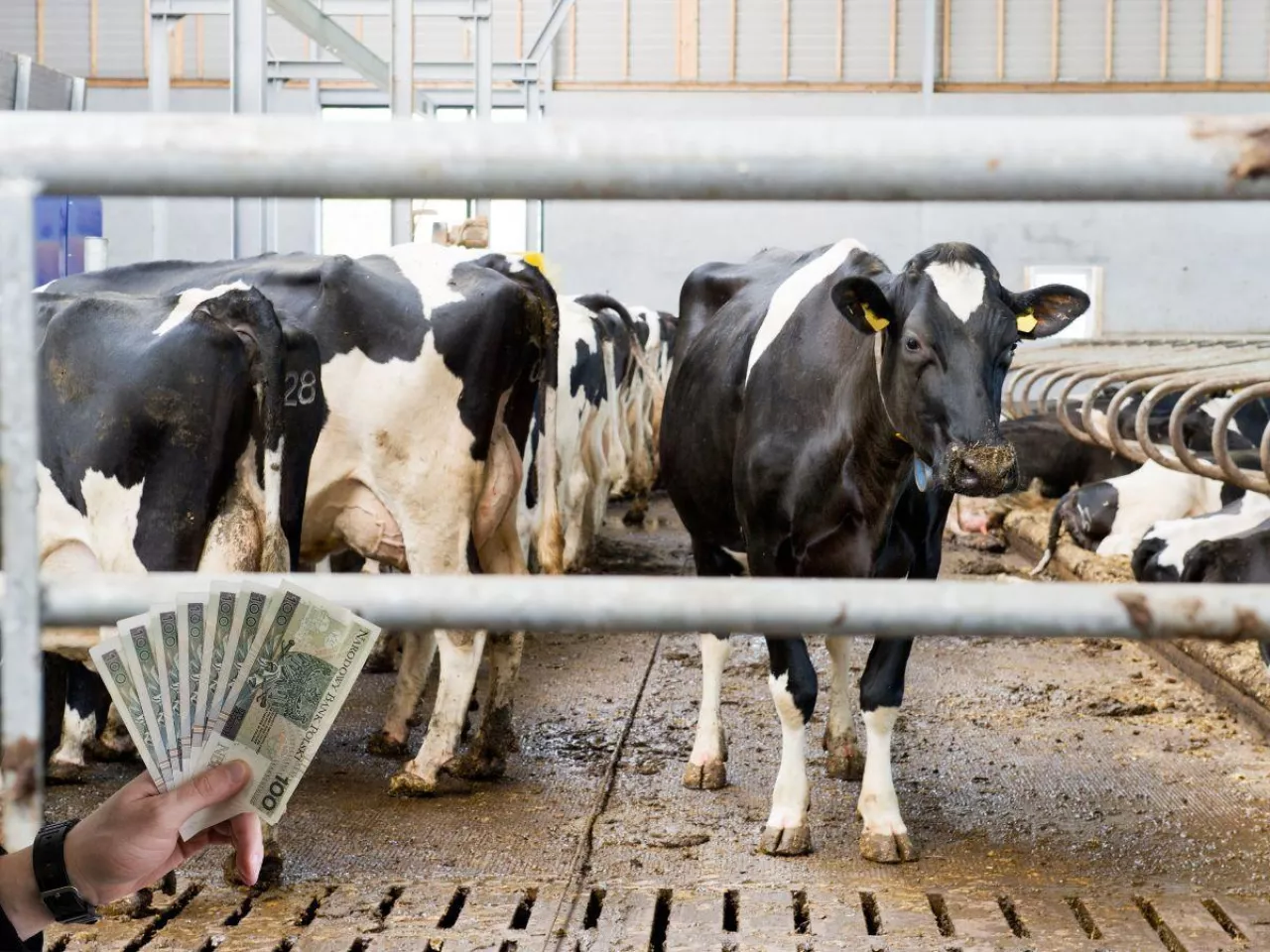 Dobrostan zwierząt 2025: został tylko jeden dzień. Bez tego nie dostaniesz dopłat