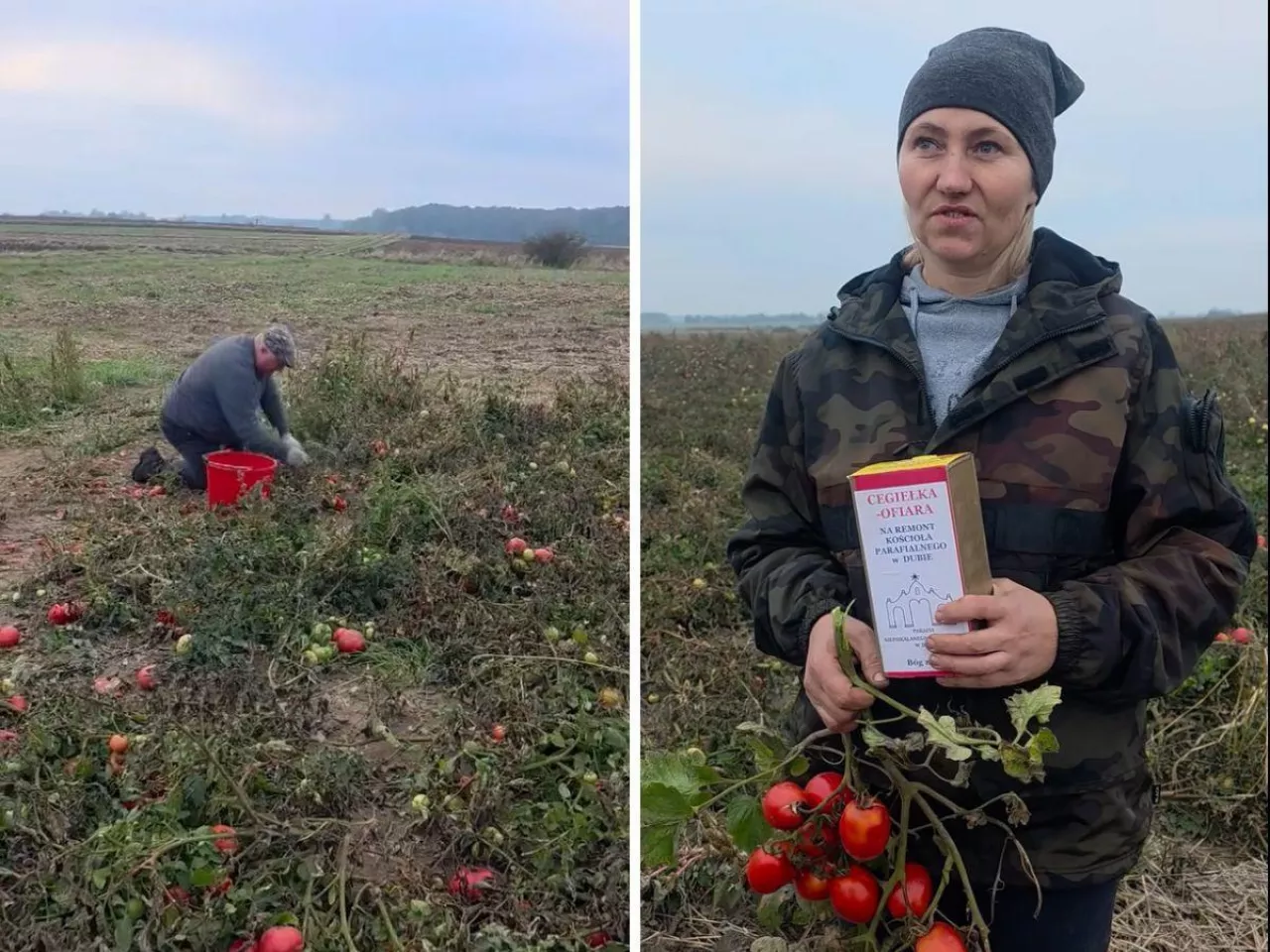 Pomidory się marnują, więc rolnicy zaprosili ludzi na pole