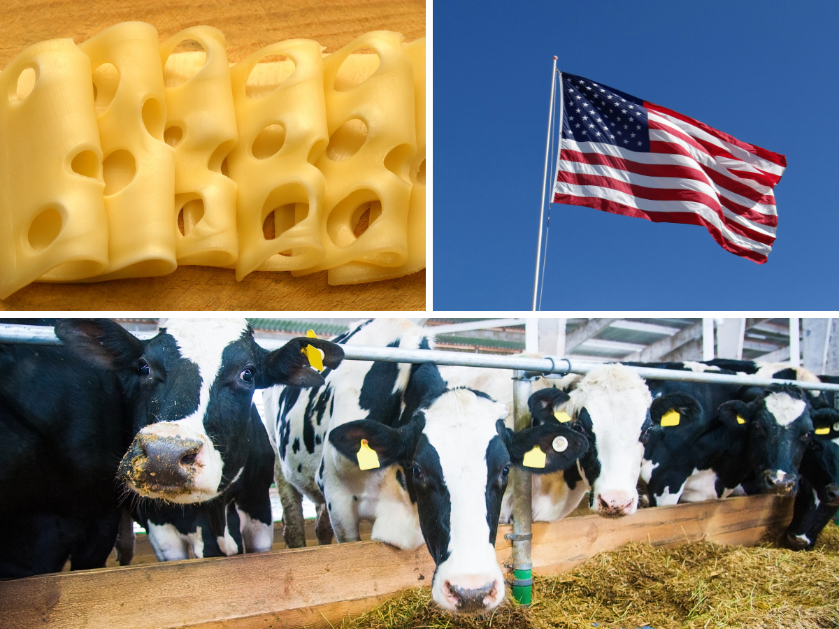 Cła uderzają w rynek mleka w Europie. 25 tysięcy krów trafi pod nóż