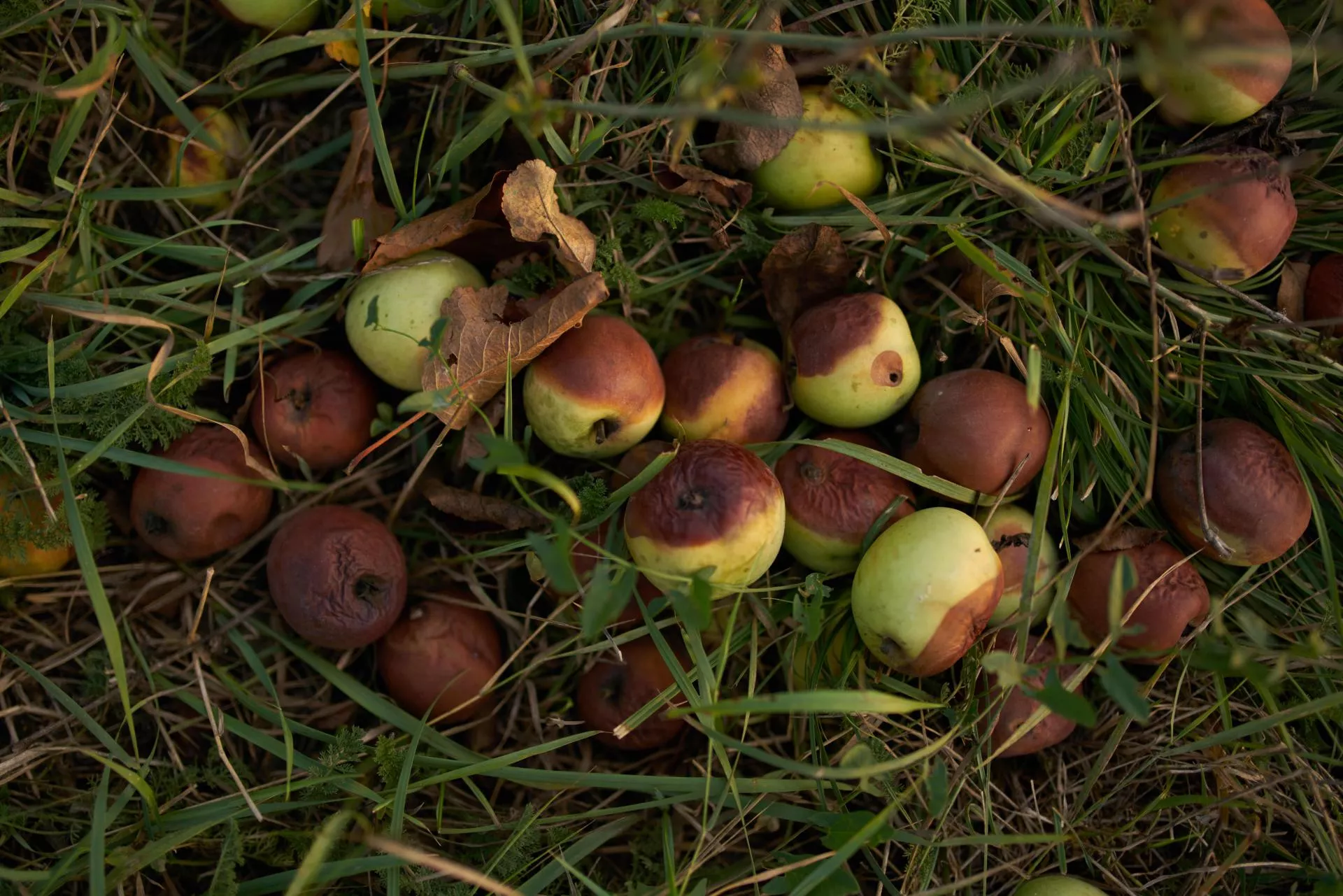 Ziemniaki gniją, a dzieci jedzą z proszku. Mocny apel rolników do prezydenta i premiera