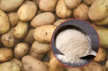 Ziemniaki gniją, a dzieci jedzą z proszku. Mocny apel rolników do prezydenta i premiera