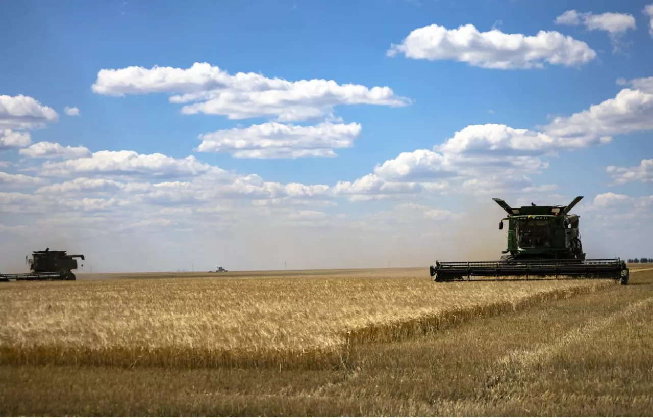 Kombajny podczas zbioru dojrzałej pszenicy na dużym areale. Ukraina przygotowuje analizę wpływu integracji z Unią Europejską na sektor rolny i produkcję żywności.