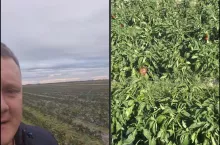 rolnik, pole z papryką