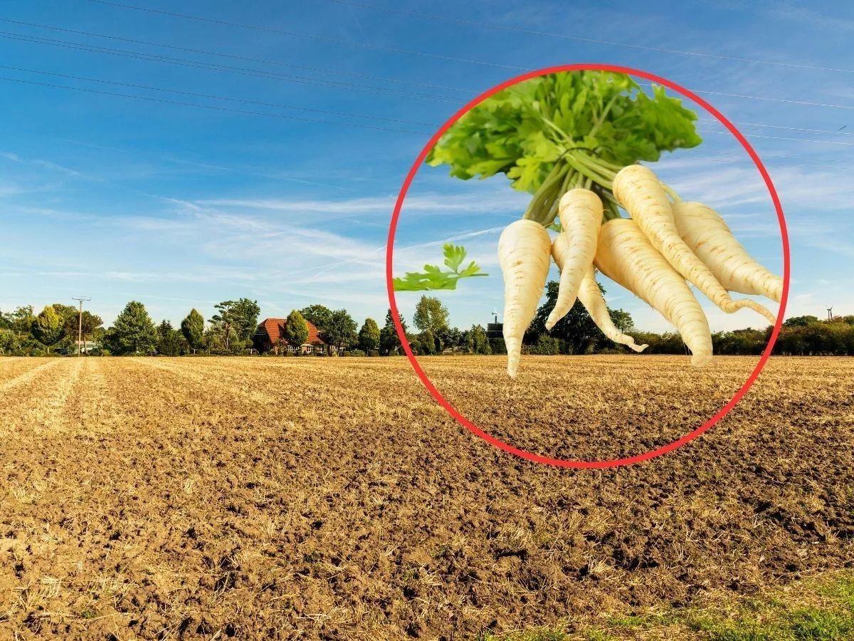 Wyrosło nie to, co powinno. PIORiN rusza z kontrolami u rolników