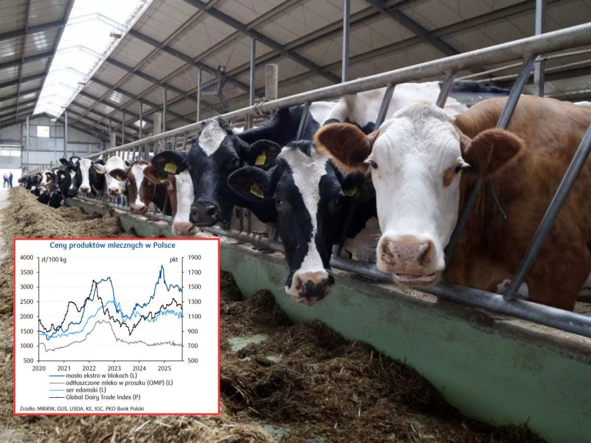Ceny mleka spadną? Sprawdź, co czeka rolników w najbliższych miesiącach [PROGNOZA]