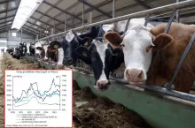 Ceny mleka spadną? Sprawdź, co czeka rolników w najbliższych miesiącach [PROGNOZA]