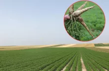 Wyrosło nie to, co powinno. PIORiN rusza z kontrolami u rolników