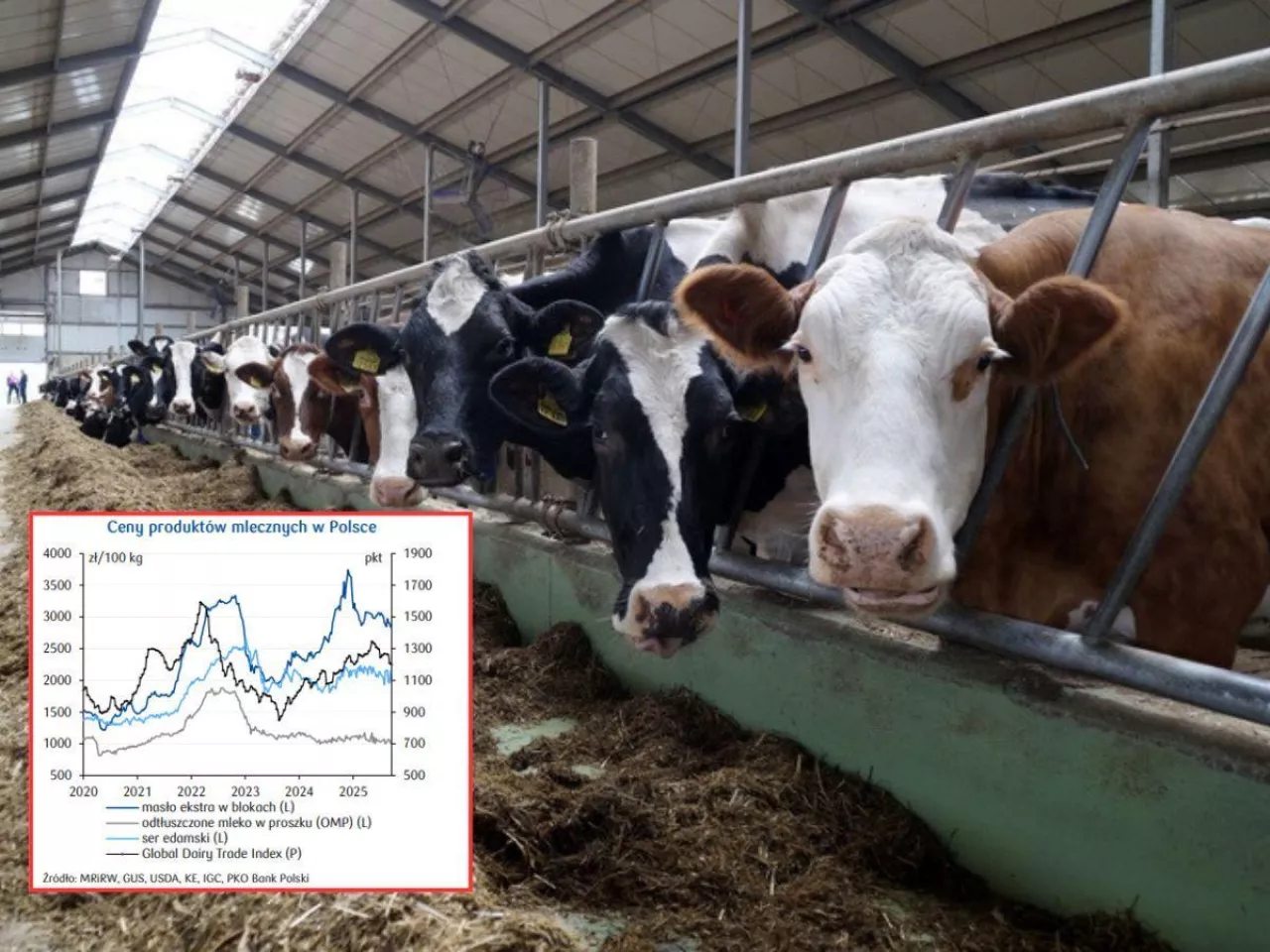 Ceny mleka spadną? Sprawdź, co czeka rolników w najbliższych miesiącach [PROGNOZA]