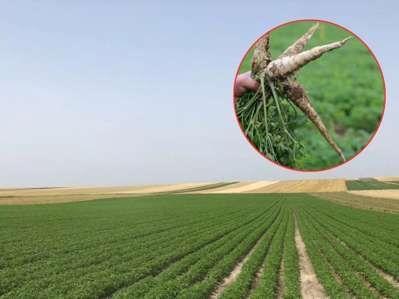 Wyrosło nie to, co powinno. PIORiN rusza z kontrolami u rolników