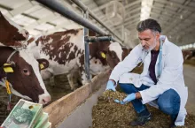 weterynarz, biało-czerwona krowa, obora, TMR