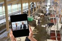 Cyfrowa rewolucja w oborach. Technologia zamiast stetoskopu