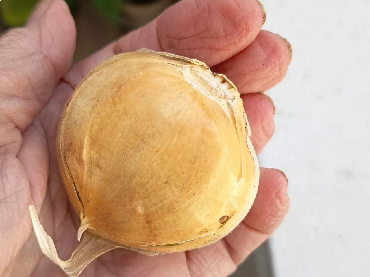 Sadź czosnek w listopadzie. Plon będzie dużo lepszy