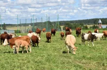 Wielorasowe stado wypasa się na pastwiskach sąsiadujących ze świetlicą wiejską