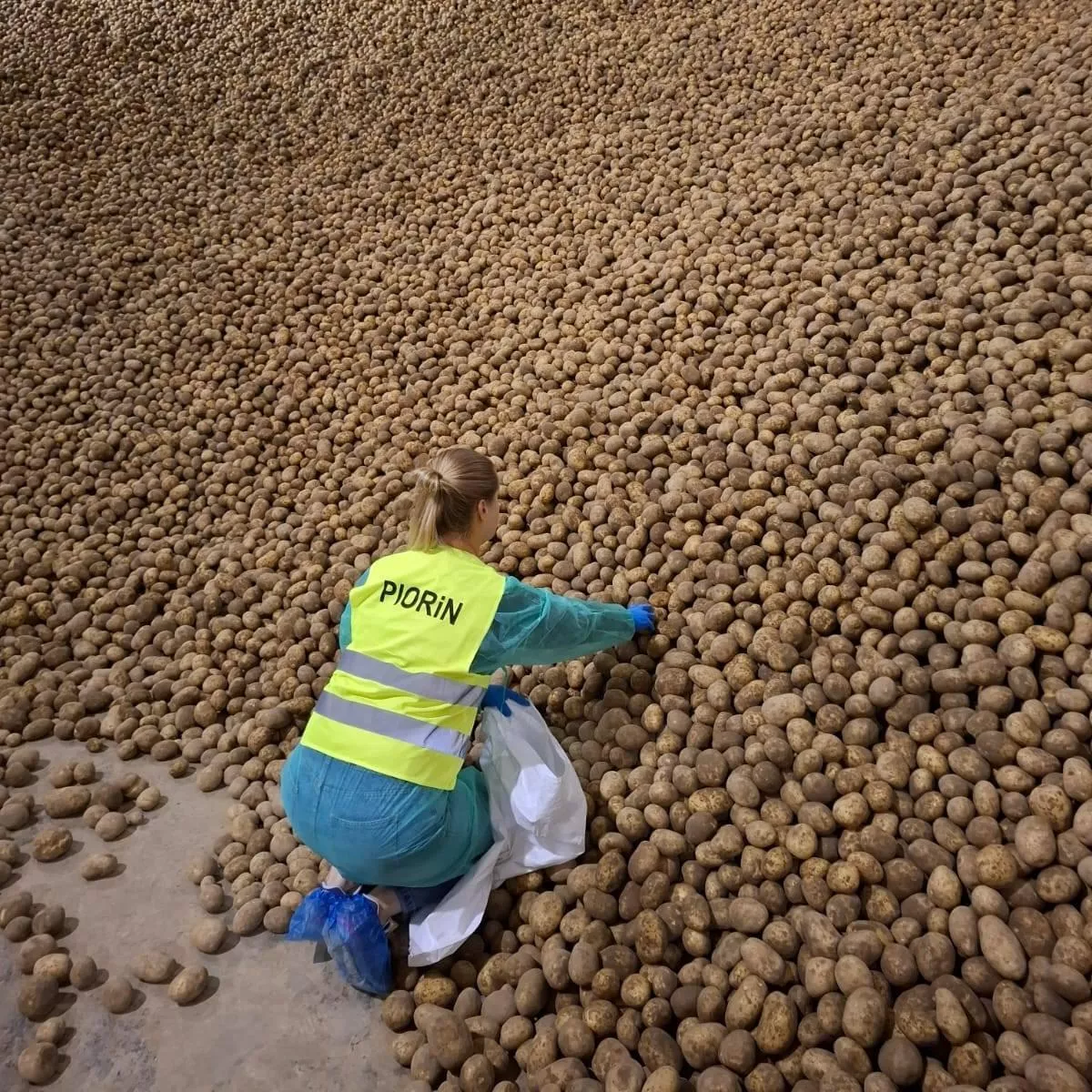 Kontrole ziemniaków w całej Polsce. Czego szukają inspektorzy?