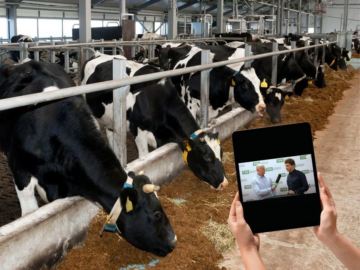 Od odchowu cieląt po wydajną i efektywną produkcję mleka