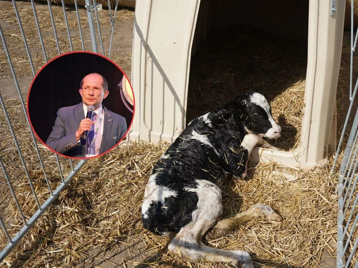 Chore cielę to strata choćby 1000 litrów mleka. Jak odchować zdrowe i silne sztuki?