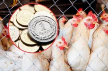 drób, monety polskie