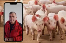 Kryzys na rynku świń w Polsce