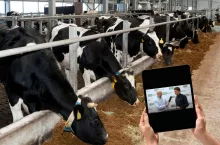 Jaki jest sekret zdrowych i silnych cieląt?