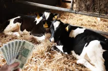  Dopłaty do zwierząt wrócą? Rolnicy mają mocny argument