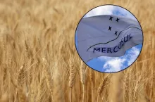 łany pszenicy, flaga mercosur