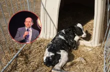 Chore cielę to strata nawet 1000 litrów mleka. Jak odchować zdrowe i silne sztuki?