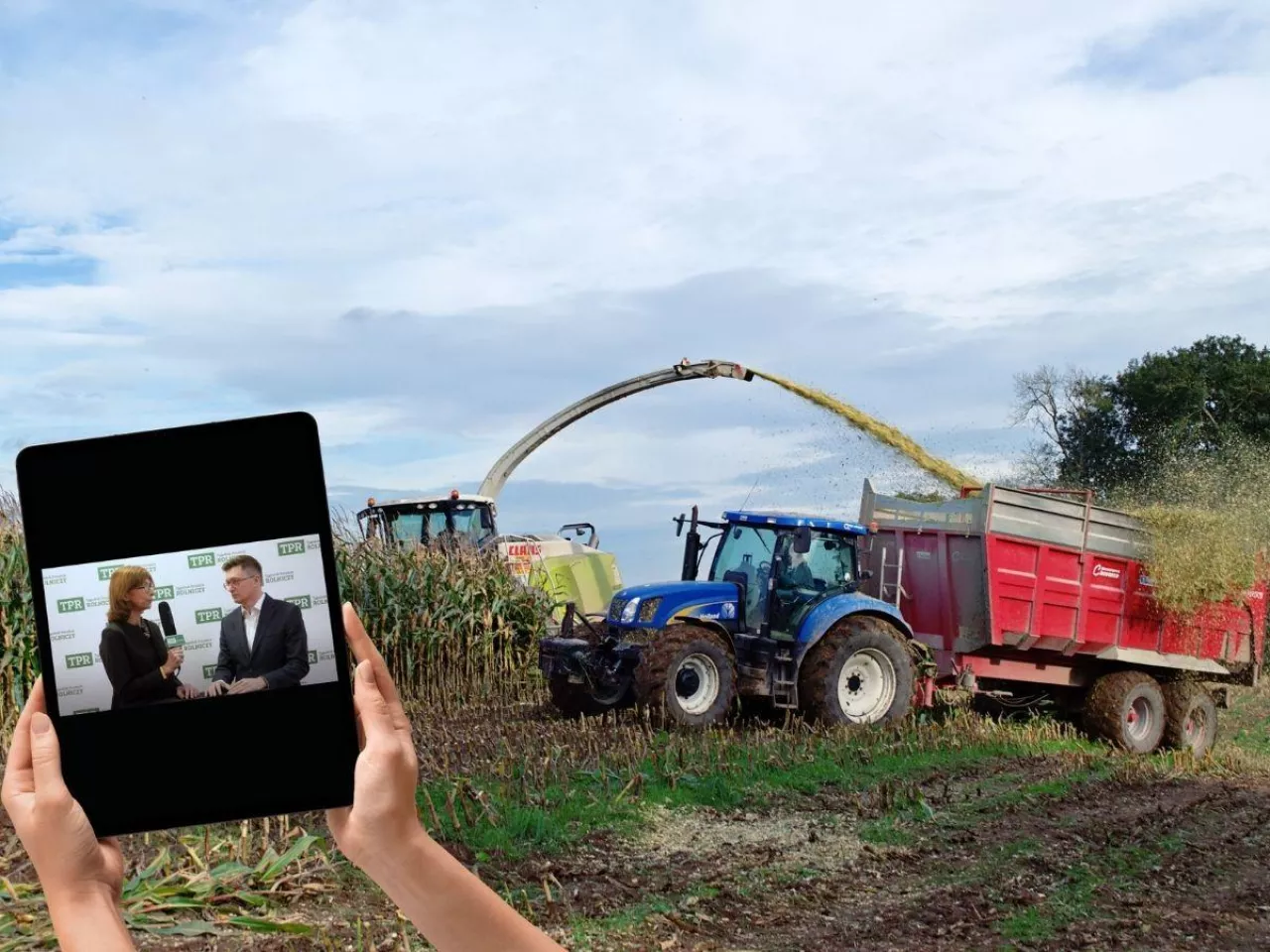 Jak wybrać najlepszą kukurydzę na kiszonkę? Porady eksperta