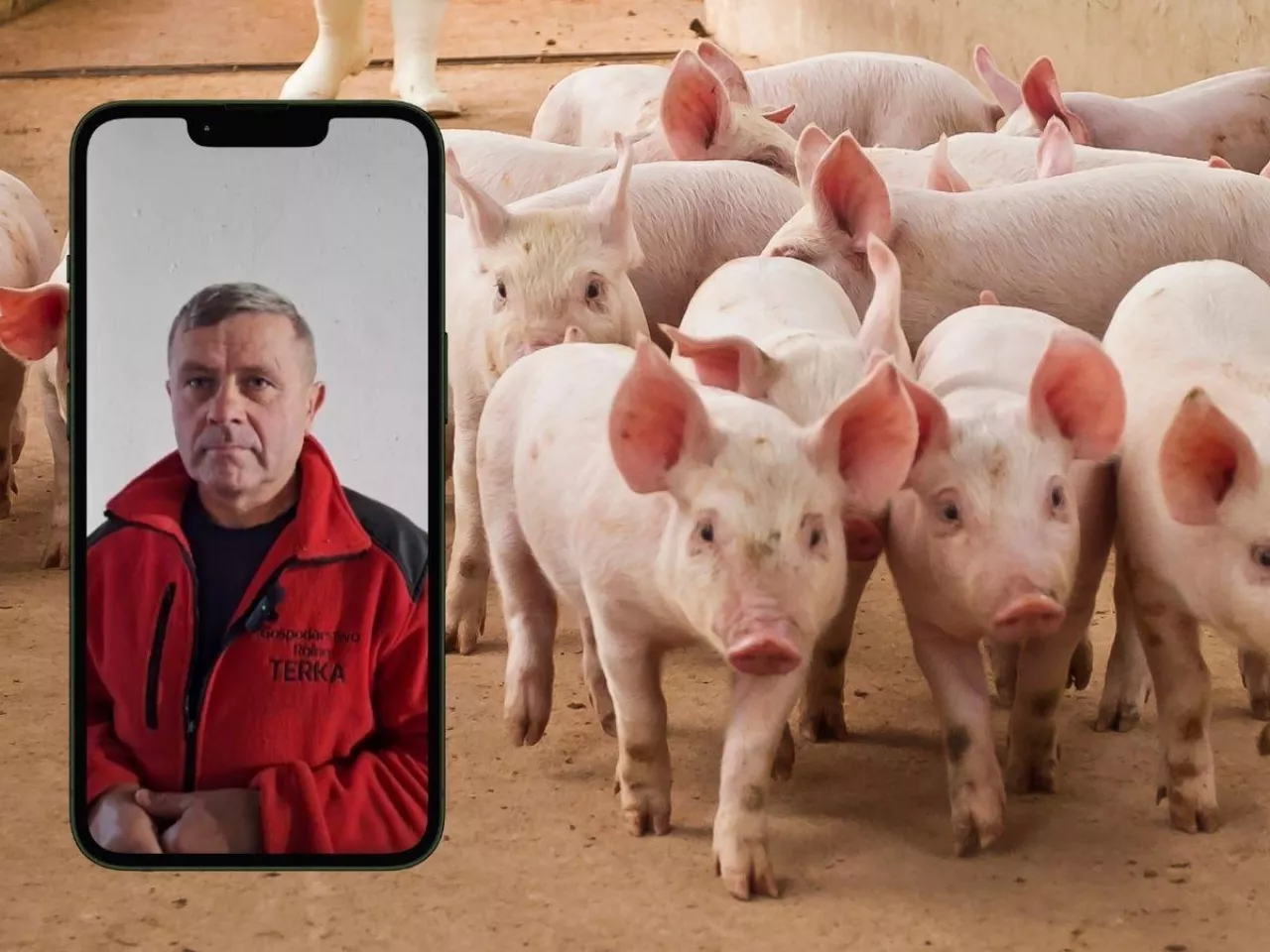 Kryzys na rynku świń w Polsce