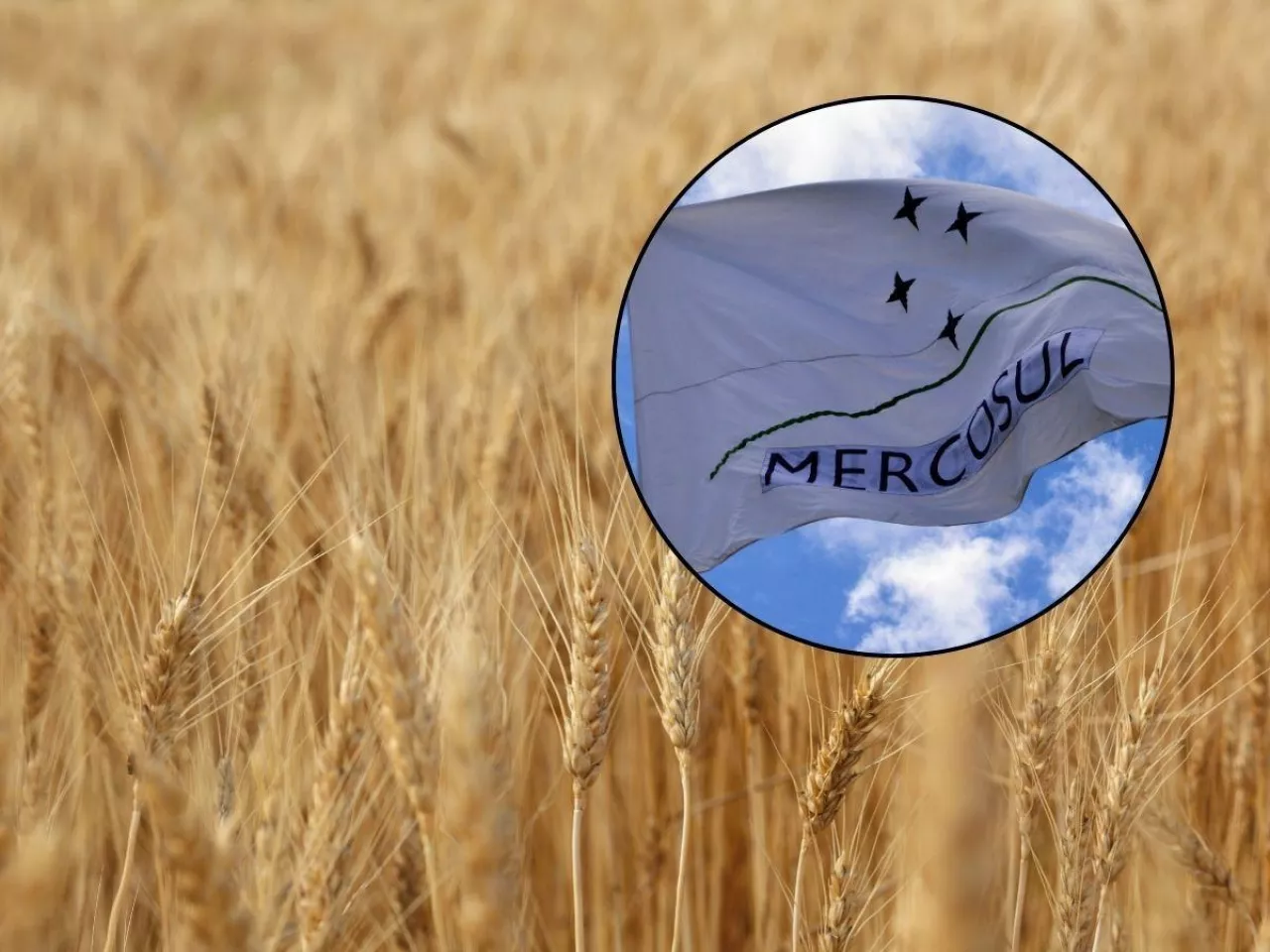 łany pszenicy, flaga mercosur
