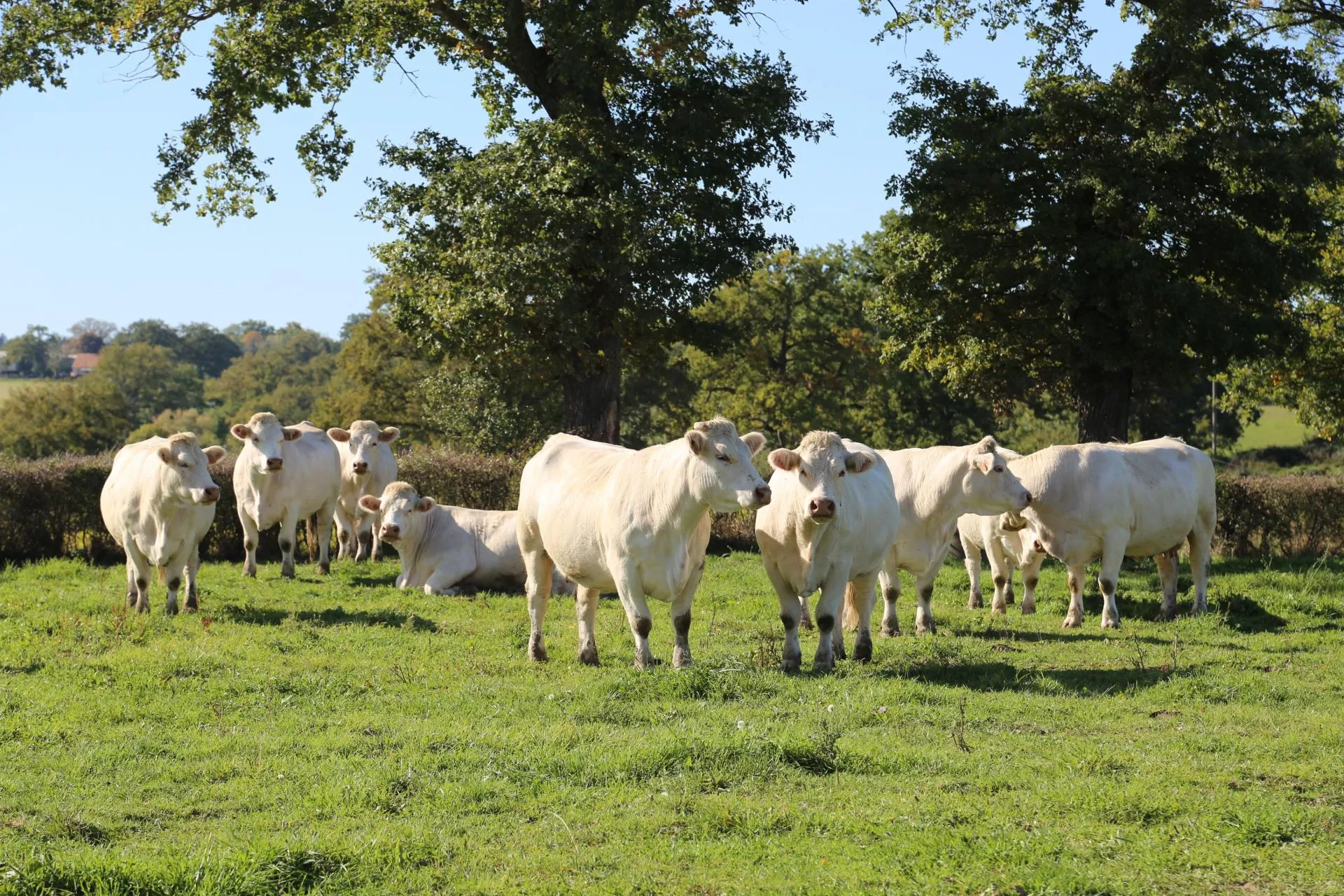 Byki tańsze o 2 zł. Jakie są aktualne ceny bydła w Polsce? [SONDA]