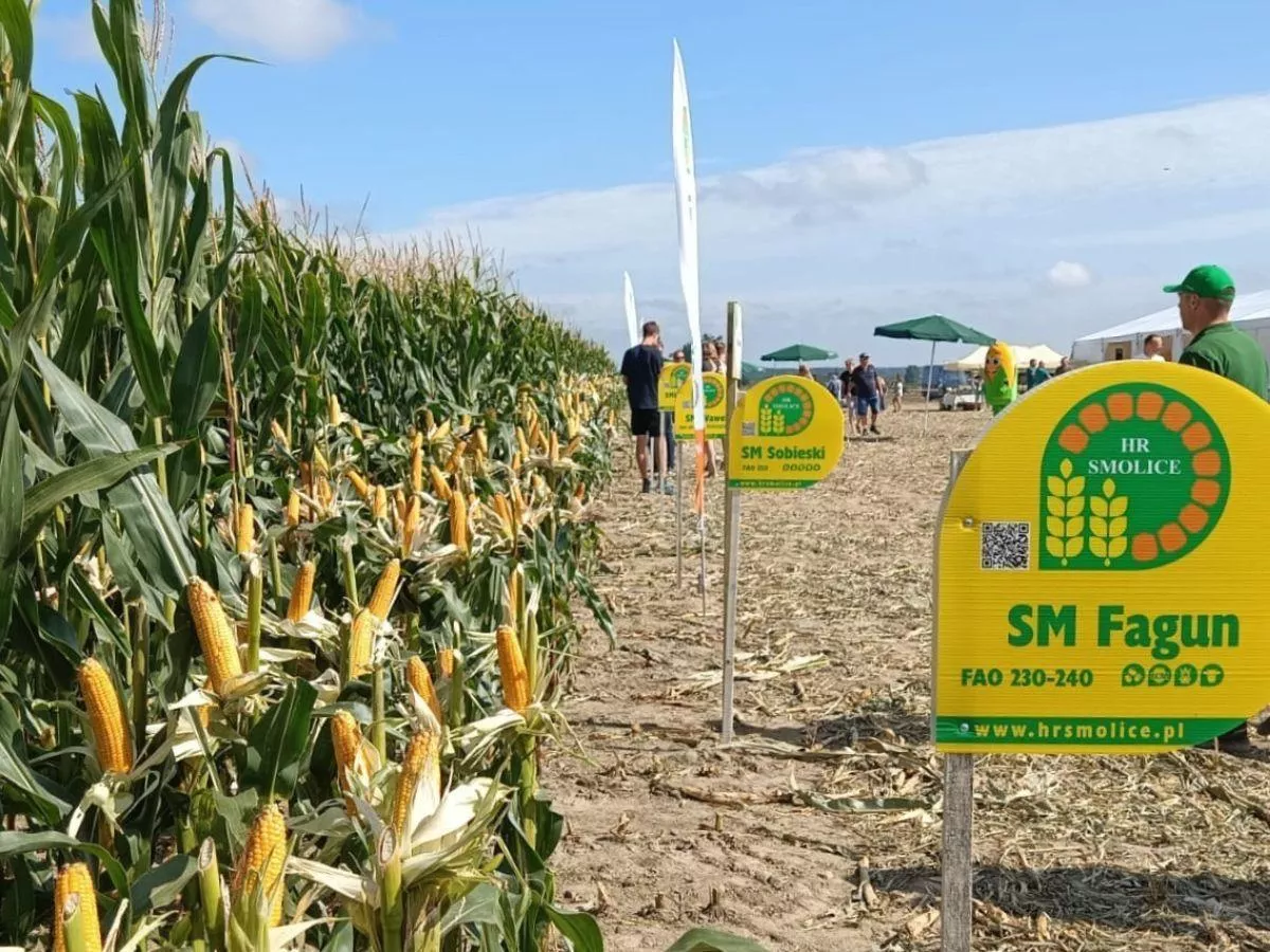 Nowe odmiany kukurydzy. Dają radę choćby przy suszy