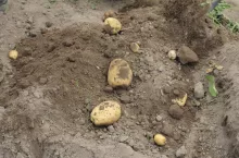 ziemniaki na polu