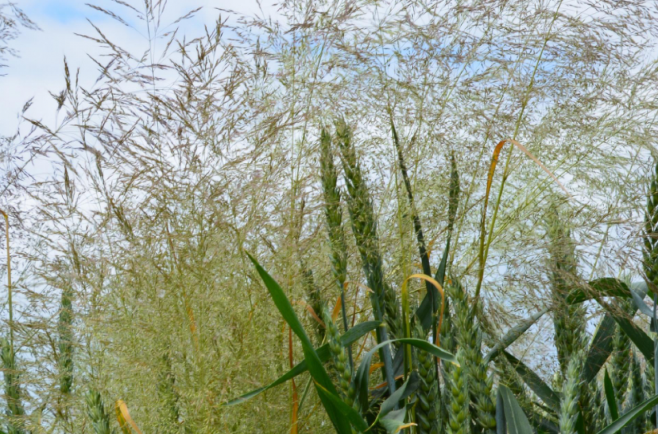 9 najgroźniejszych chwastów jednoliściennych w zbożach