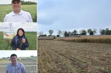 Późny siew pszenicy po kukurydzy. Jakie mogą być skutki?