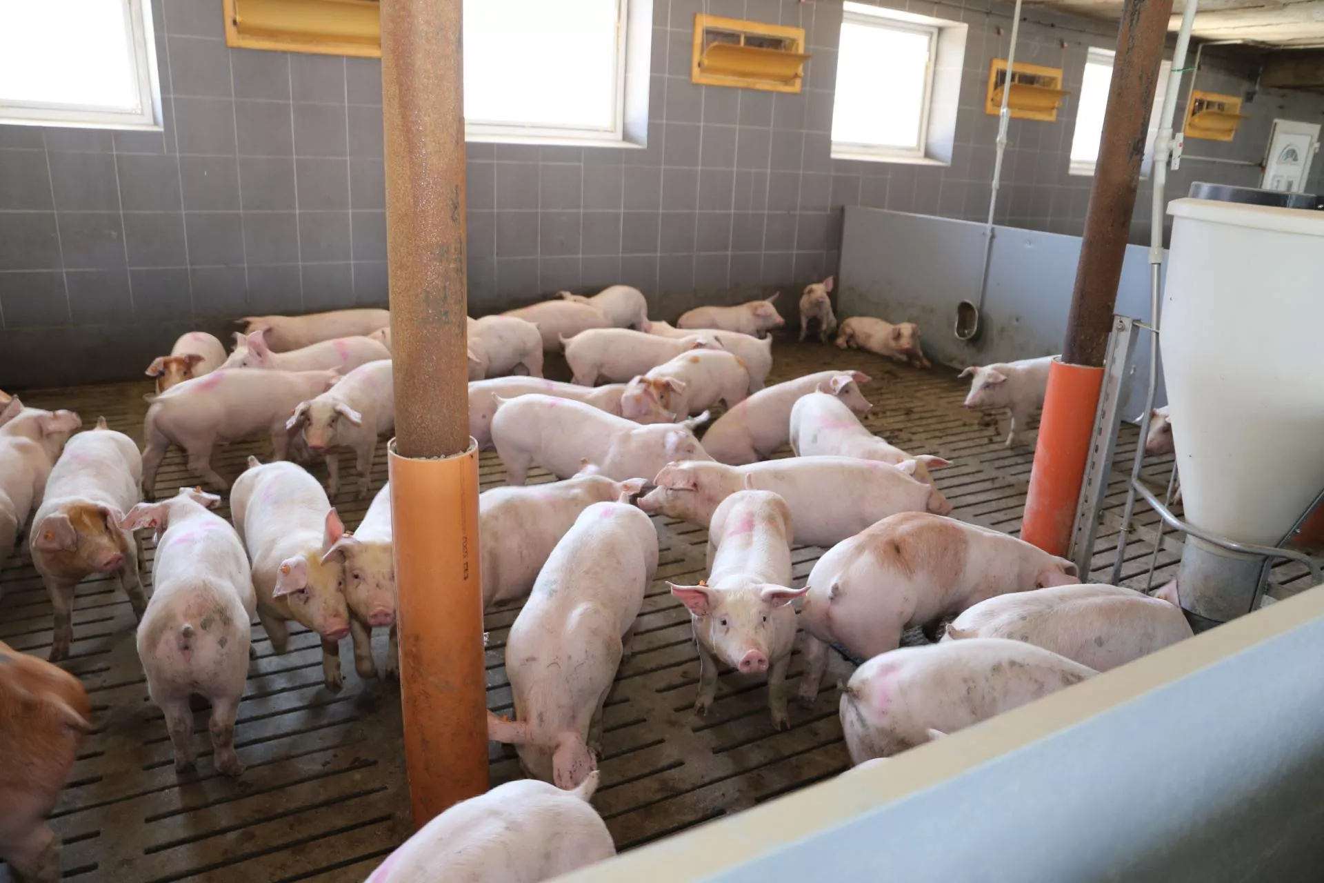 Tuczniki tańsze choćby o 70 gr. Jakie są aktualne ceny świń? [SONDA]