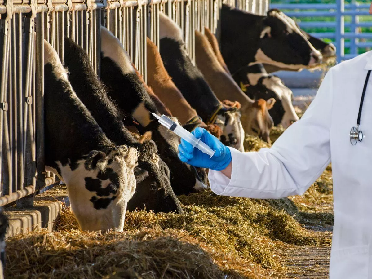 Choroba niebieskiego języka przesuwa się w głąb kraju. Są nowe ogniska