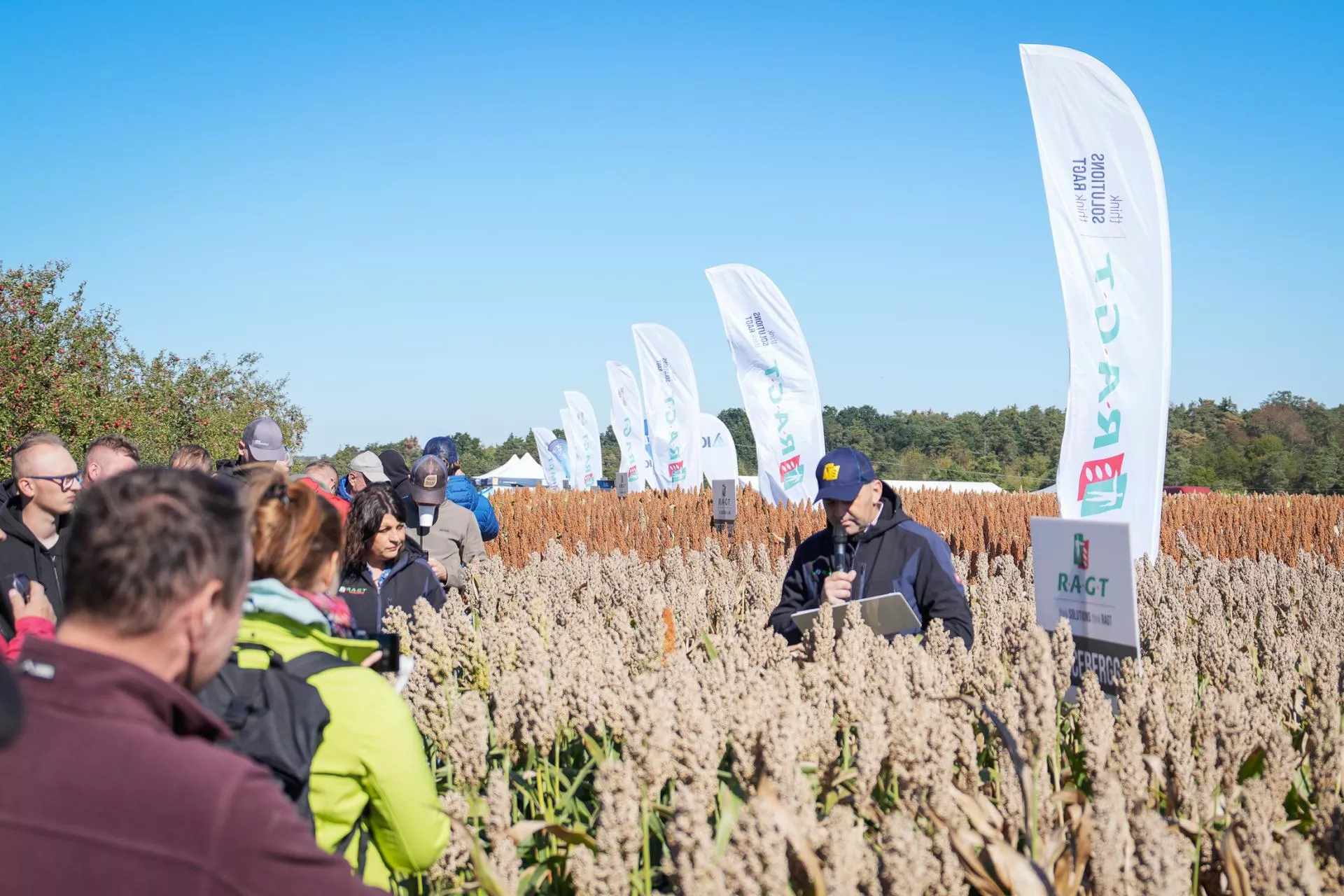 Sorgo zamiast kukurydzy? Rolnicy coraz częściej stawiają na tę uprawę
