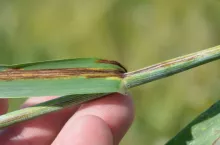 Ta choroba zabiera nawet 40% plonu jęczmienia. Rolnicy często mylą ją z inną