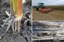 Omacnica wraca ze zdwojoną siłą. Prosty sposób, by ograniczyć straty po żniwach