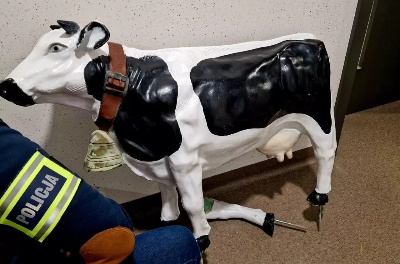 20-latek ukradł krowę. Ile lat odsiadki grozi złodziejowi?