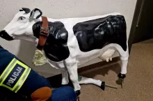 Plastikowa krowa oparta o ścianę na policyjnym korytarzu.