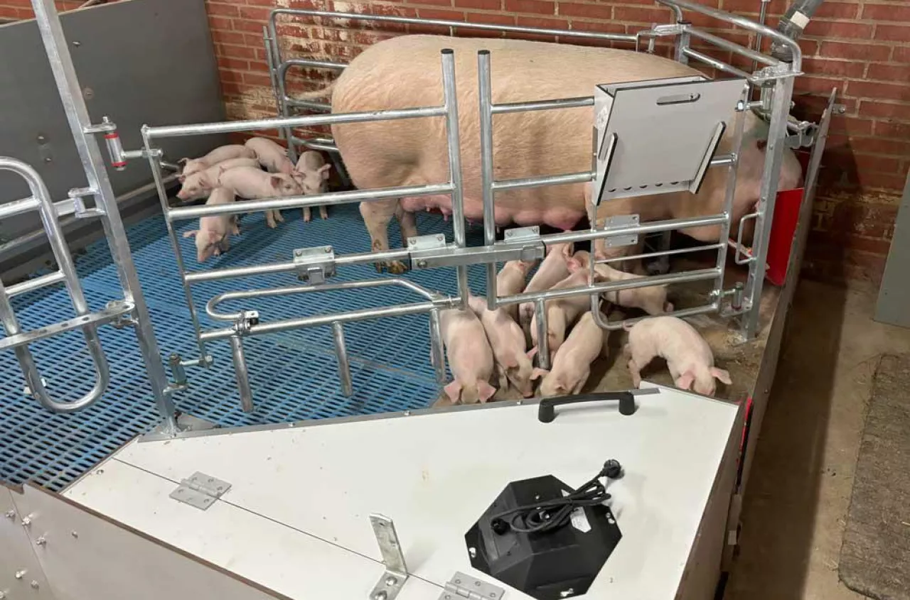 Dobrostan zwierząt: czy swobodne kojce naprawdę są bezpieczne dla loch i prosiąt?