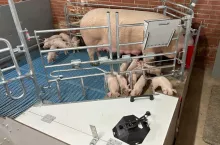 kojec porodowy bezjarzmowy FarrowComfort firmy aco funki 