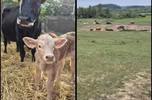 Strzały zniszczyły spokój stada. Krowa w stresie, rolnik liczy straty [WIDEO]