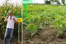 Nowe odmiany kukurydzy i soi od Saatbau. Zobacz propozycje na 2026 rok