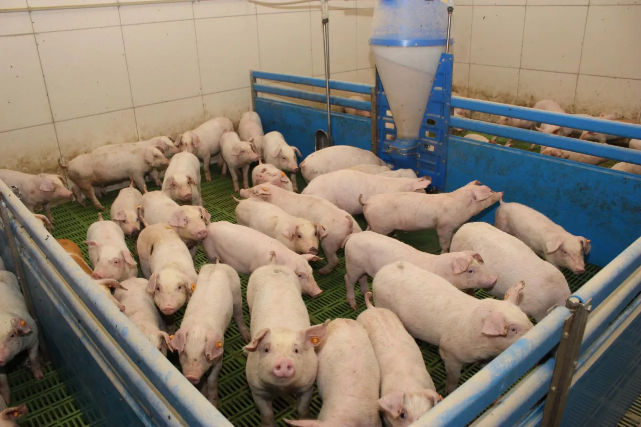 reportaż piotrowiak kuczynka warchlaki ruszt odchowalnia