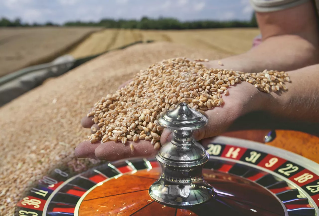 Rynek zbóż to prawdziwa ruletka